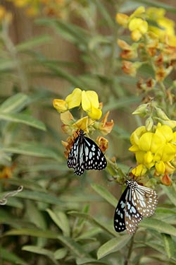 Butterflies, Tungi, District Pune