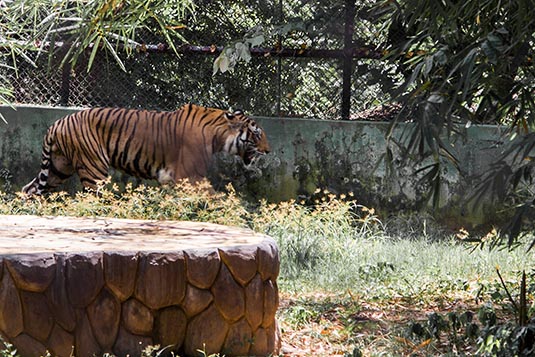 Nandankanan Zoo, Bhubaneshwar, Odisha, India