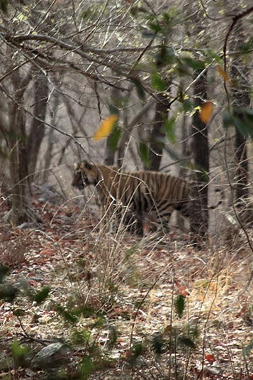 A Missed Hunt, Ranthambore National Park, Ranthambore, Rajasthan, India