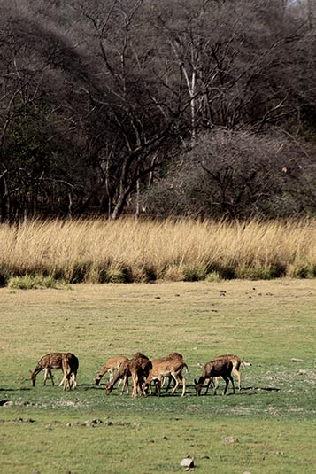 Deers, Ranthambore National Park, Ranthambore, Rajasthan, India