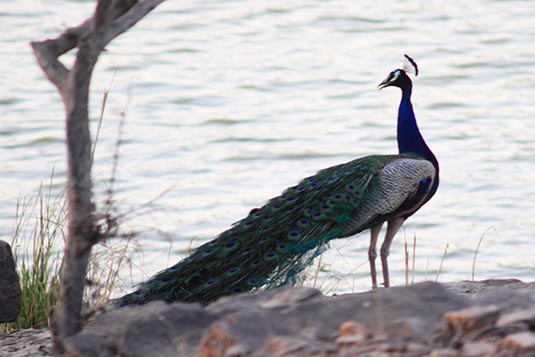 Peacock, Ranthambore National Park, Ranthambore, Rajasthan, India