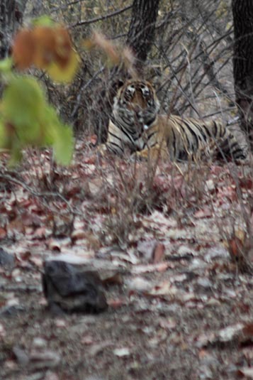 Tiger, Ranthambore National Park, Ranthambore, Rajasthan, India