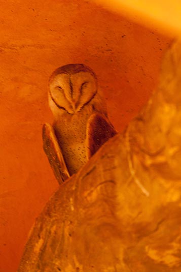 Barn Owl, Ranthambore National Park, Ranthambore, Rajasthan, India