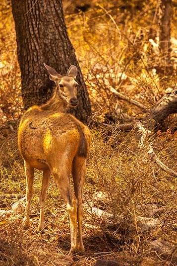 Deer, Ranthambore National Park, Ranthambore, Rajasthan, India