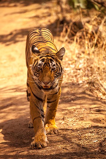 Noorie the Tigress, Ranthambore National Park, Ranthambore, Rajasthan, India