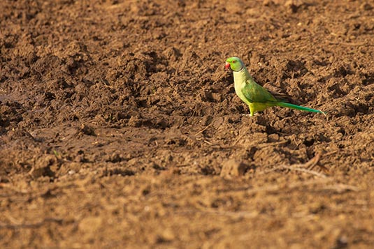 Parrot, Ranthambore National Park, Ranthambore, Rajasthan, India