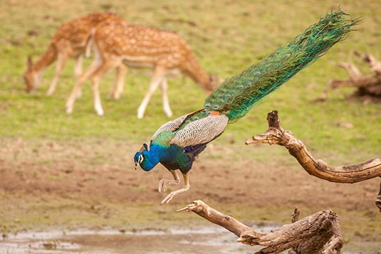 Peacock Landing, Ranthambore National Park, Ranthambore, Rajasthan, India