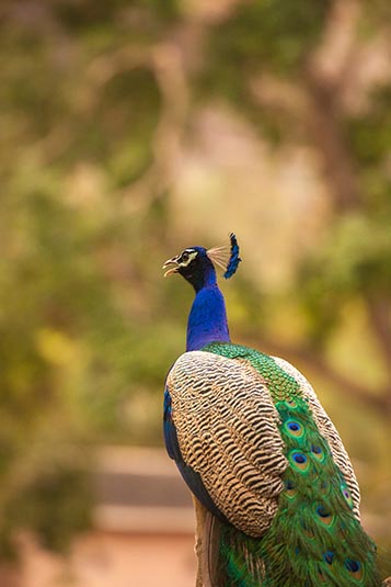 Peacock, Ranthambore National Park, Ranthambore, Rajasthan, India