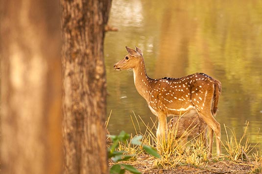 Spotted Deer, Ranthambore National Park, Ranthambore, Rajasthan, India