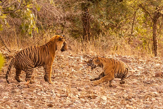 T57 the Tiger and Noor the Tigress in aggression, Ranthambore National Park, Ranthambore, Rajasthan, India