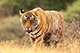 Jai the Tiger, Ranthambore National Park, Ranthambore, Rajasthan, India