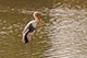 Stork, Ranthambore National Park, Ranthambore, Rajasthan, India