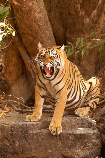 Unnamed Sub-adult Male Tiger, Ranthambore National Park, Ranthambore, Rajasthan, India