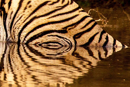 Veeru the Tiger, Ranthambore National Park, Ranthambore, Rajasthan, India
