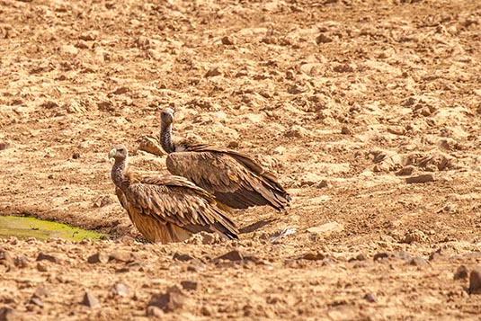 Vultures, Ranthambore National Park, Ranthambore, Rajasthan, India