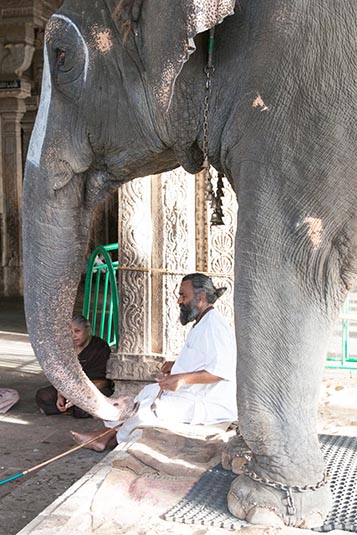 Temple Elephant, Sri Ranganathaswamy Temple, Srirangam, Tiruchirapalli, India