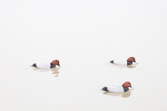 Ducks, Sukhna Lake, Chandigarh, India
