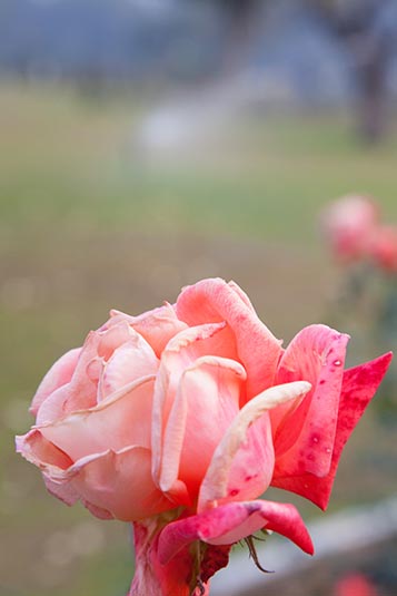 Rose Garden, Chandigarh, India