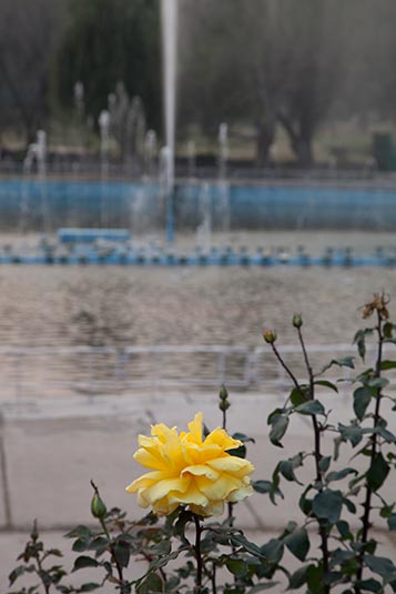 Rose Garden, Chandigarh, India