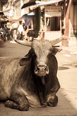 Holy Cow, Varanasi, India