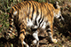 Royal Bengal Tiger, Zoo, Darjeeling, West Bengal, India