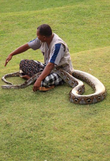 Python Charmer, Tanah Lot, Bali