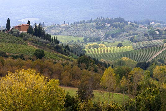 Vineyards and Olive Gardens, Tuscany Region, Italy