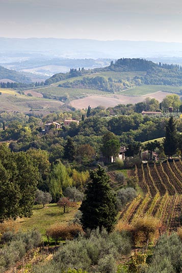 Vineyards, Tuscany Region, Italy