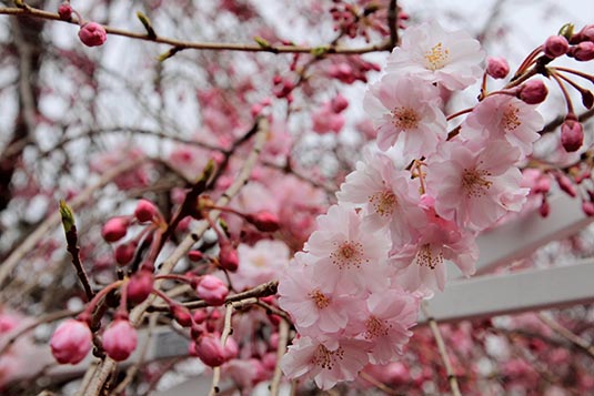 Cherry Blossom, Mariyama Park, Kyoto, Japan