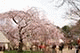 Sakura (Cherry Blossom), Mariyama Park, Kyoto, Japan