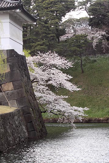 Sakura, Moat, Imperial Palace, Tokyo, Japan
