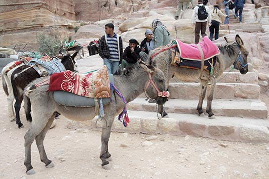 Mules, Petra, Jordan
