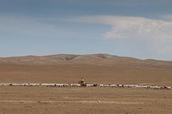 Shepherd, Towards Kharakhorum, Mongolia