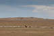 Shepherd, Towards Kharakhorum, Mongolia