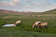 Takhi (Przewalski Horses), Khustai National Park, Mongolia