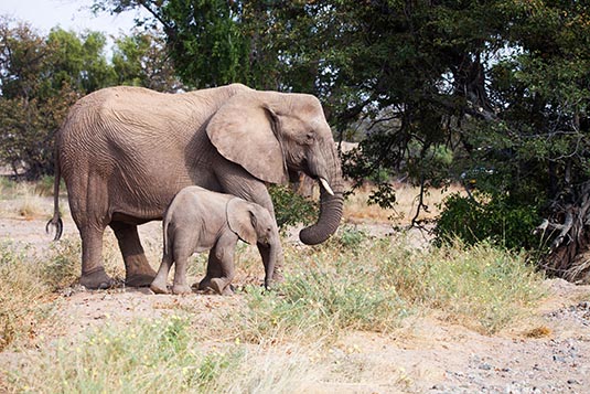 Mom and Baby, Damaraland, Namibia