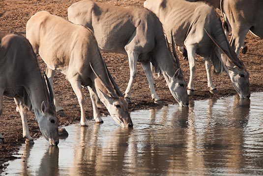 Antelopes, Etosha, Namibia