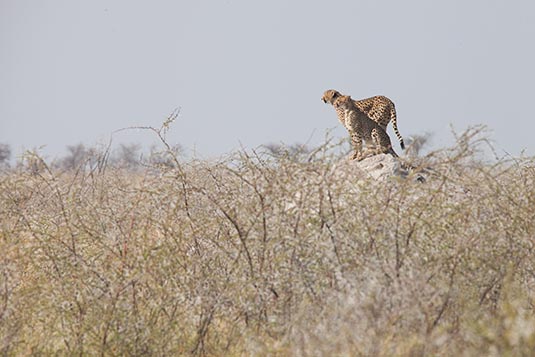 Cheetah on the lookout, Etosha, Namibia