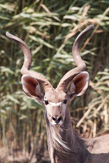 Deer, Etosha, Namibia