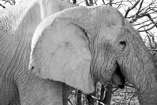 Elephant, Etosha, Namibia