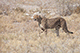 Cheetah on Hunt, Etosha, Namibia