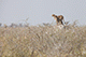 Cheetah on the lookout, Etosha, Namibia