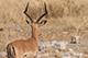 Deer, Etosha, Namibia