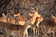 Deers, Etosha, Namibia