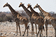 Giraffes, Etosha, Namibia