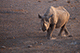 Rhino, Etosha, Namibia