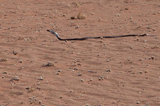 Cobra, NamibRand, Namibia