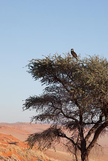Eagle, NamibRand, Namibia