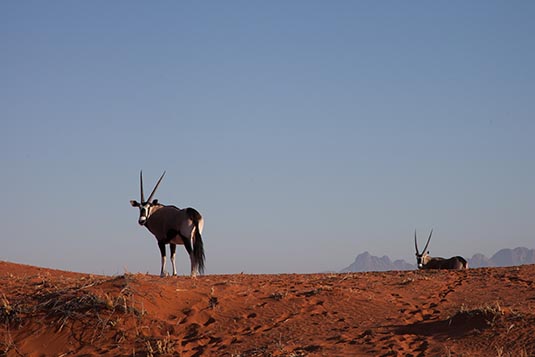 Oryx, NamibRand, Namibia