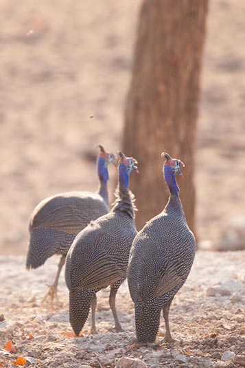 Guinea Fowl, Ongava, Namibia